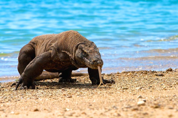 Komodo, satwa asli Indonesia | PoskotaNews.com