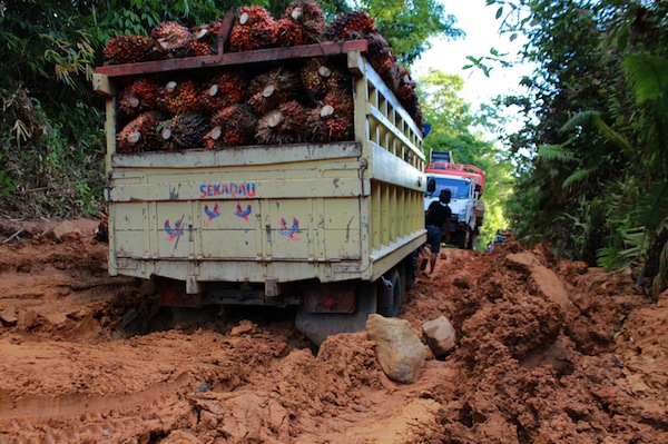 Truk pengangkut sawit terperosok di jalan lumpur, besok harinya