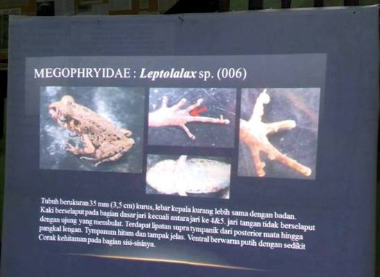 Jenis Kodok, yang diperkirakan jenis Leptolalax sp . Sumber data Margie