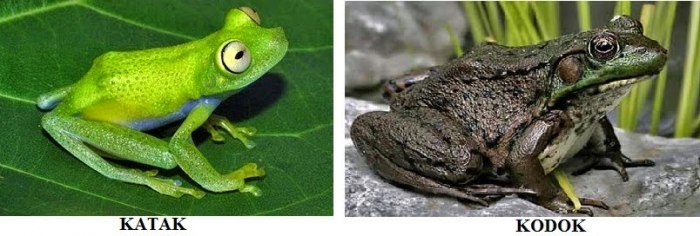 Dari Perbedaan Antara Katak dan Kodok hingga Debat Cagub Dari Perbedaan Antara Katak dan Kodok hingga Debat Cagub