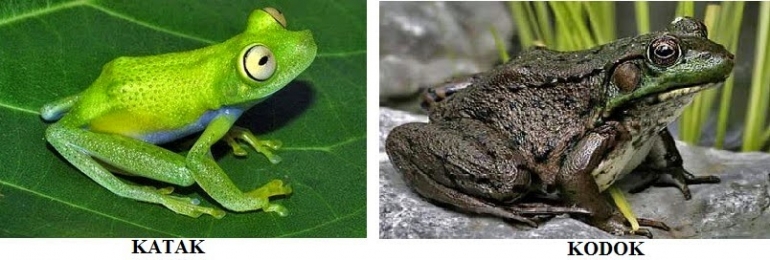 Perbedaan katak dan kodok. Tambahtau.net