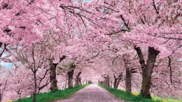 Bunga Sakura yang mekar | sumber gambar : eskipaper.com