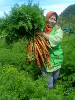 Gambar 1, Seorang penyuluh pertanian menunjukkan hasil panen wortel pada lahan demplot mereka (Doc. FMT)
