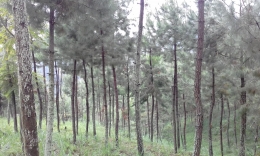 Pepepohonan Pinus di Kawasan Wisata Coban Rais Menuju BFG/Dok. Pribadi