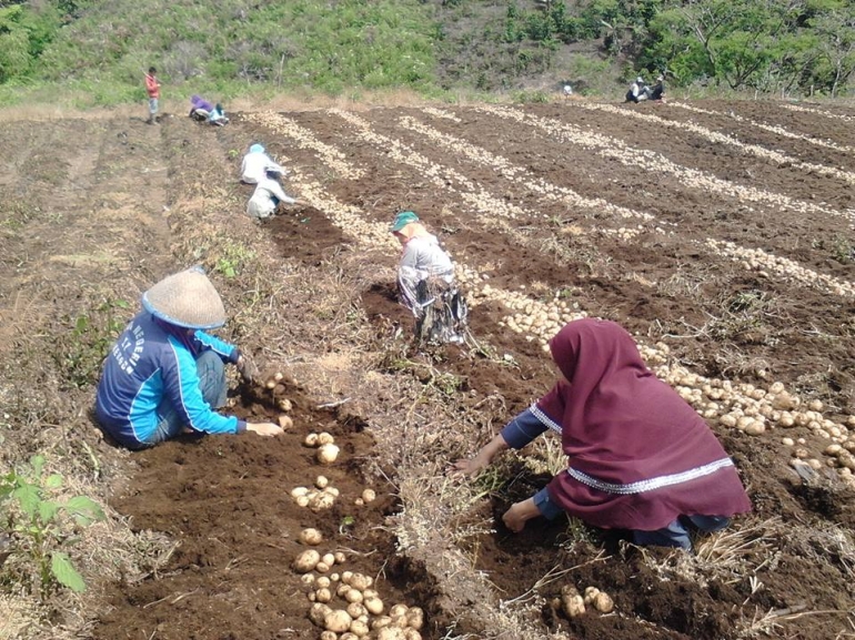 Gambar 2, Keceriaan menyertai panen kentang pada lahan Demplot percontohan kerjasama penyuluh dengan kelompok tani (Doc. FMT)