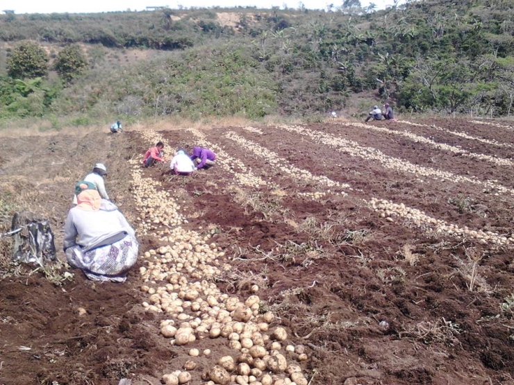 Gambar 1, Penyuluh pertanian memanen kentang bersama kelompok tani (Doc. FMT)