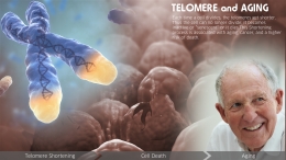 Pemendekan telomere (bagian warna kuning) akan mempercepat kerusakan sel dan penuaan. Ilustrasi : www.scientificanimations.com