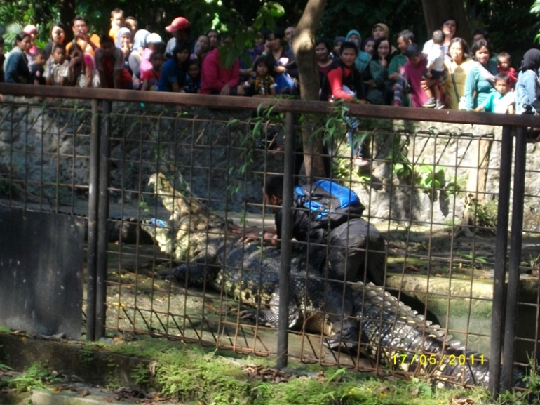 Buaya koleksi KBS,dokpri