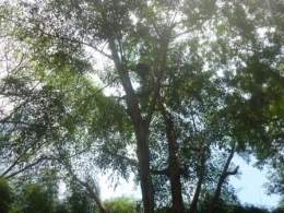 Beruang madu di atas pohon (Dokumentasi Pribadi)