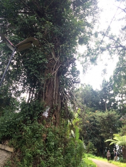Pohon Gadog (Bischofia Javanica Blume) | dokpri