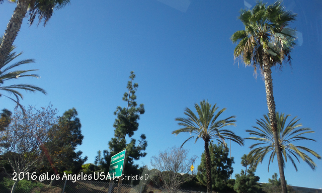 Dokumen pribadi  Berjenis2 pohon kelapa cantik, berada di Los Angeles dan sekitarnya …..