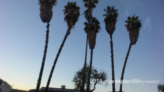 Pohon kelapa Los Angeles, dengan latar belakang senja berkala …..