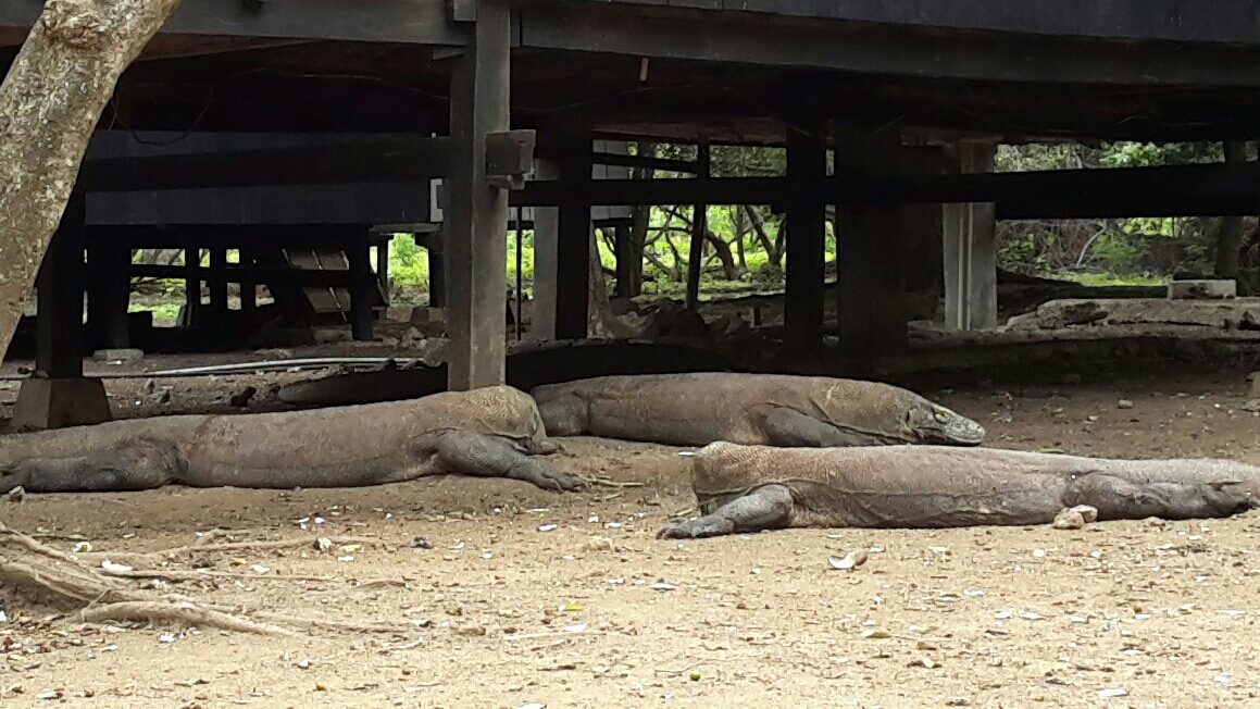 Komodo (Dokumentasi Pribadi)