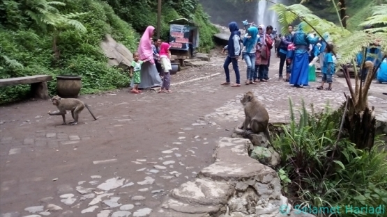 Kera di Air Terjun Coban Rondo (dok.pribadi)