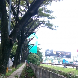 Deretan pohon yang dipangkas dan papan iklan dengan latar belakang rimbunan pohon yang selamat karena berada di bagian belakang papan iklan
