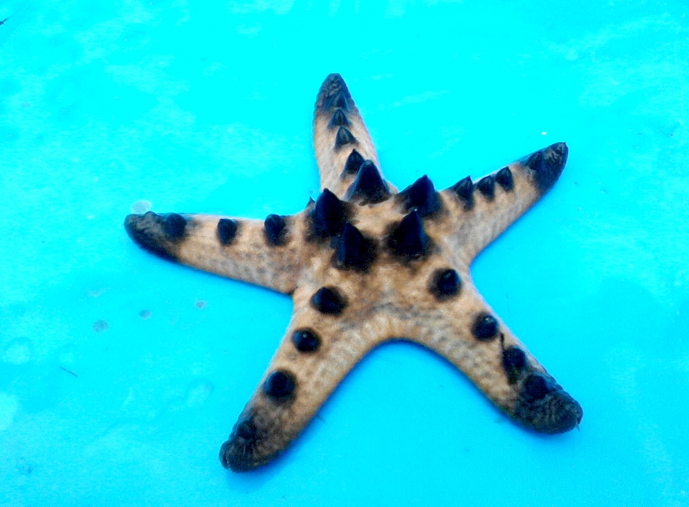 Bintang laut di perairan desa Kelaan, Pulau Larat (Dokumentasi Pribadi)