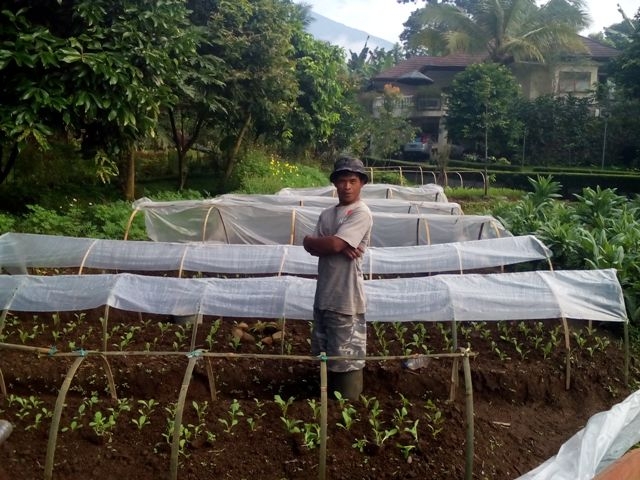 Bergelut Tanam Aneka Palawija di Puncak Musim Hujan Bergelut Tanam Aneka Palawija di Puncak Musim Hujan