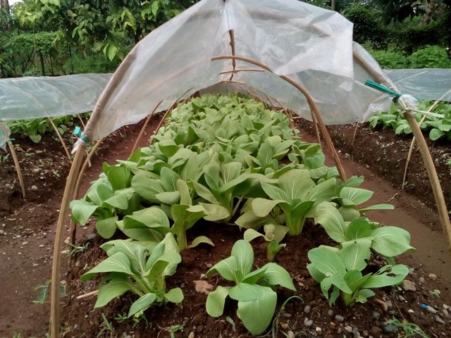 Bergelut Tanam Aneka Palawija di Puncak Musim Hujan Bergelut Tanam Aneka Palawija di Puncak Musim Hujan