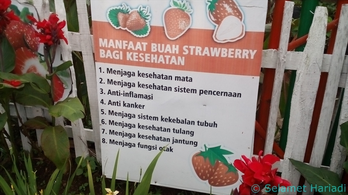 Manfaat Buah Strawberry dekat Pintu Masuk Kebun Wisata Strawberry (dok. pribadi)