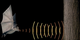 Kekelawar mampu mengunakan rentang frekwensi yang lebih lebar dari manusia untuk indra pendengarannya. Gambar dari infohewan.com