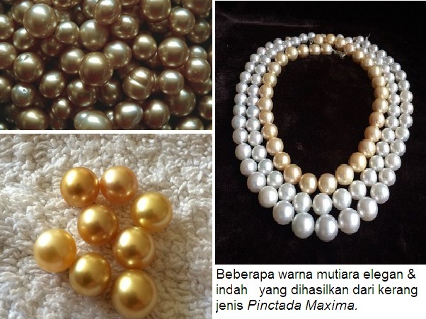 Mutiara Laut Selatan Produk Indonesia di Pasar Dunia oleh Mutiara Laut Selatan Produk Indonesia di Pasar Dunia oleh