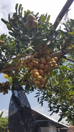 buah lebat dan besar merata (dokumentasi pribadi)