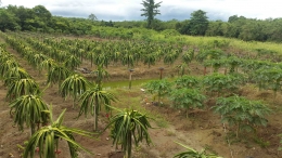 Foto Kebun Buah Naga Milik Salah Satu Petani Handal Di Desa Wulukubun, DIstrik Skanto Kabupaten Keerom, PAPUA (dokumentasi pribadi)
