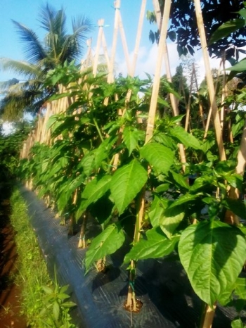 Dapatkan Inspirasi Untuk Gambar Tanaman Cabe Umur 2 Minggu Dapatkan Inspirasi Untuk Gambar Tanaman Cabe Umur 2 Minggu