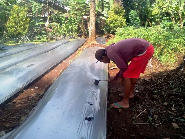 Melobang Mulsa, dok. Pribadi