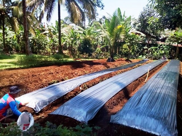 Pemasangan Mulsa, dok. Pribadi