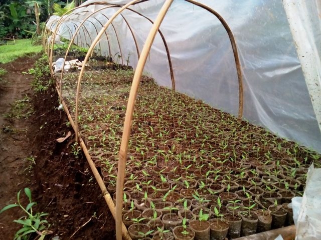 Bibit Cabe umur 15 hari, dok Pribadi