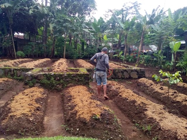 Buludan sedang di seprot Probiotik, dok. Pribadi
