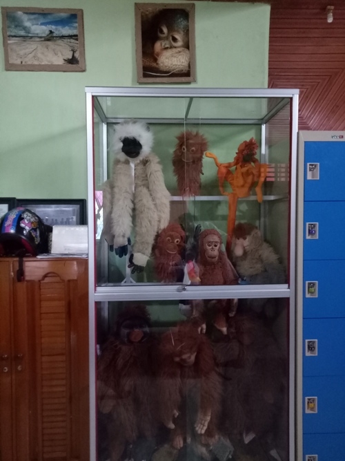 Beberapa boneka satwa seperti orangutan, bekantan, kelasi, kelempiau yang biasa digunakan dalam puppet show saat kunjungan ke sekolah untuk pendidikan lingkungan kepada siswa. Foto dok. Yayasan Palung