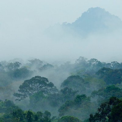 Foggy morning (Pagi berkabut) di Taman Nasional Gunung Palung. Foto dok. Tim Laman, Yayasan Palung