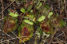 Kantong semar Australia (Cephallotus follicularis). Photo: Mitsuyasu Hasebe