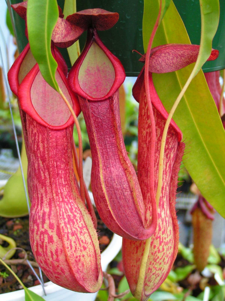 Kantong semar Asia (Nepenthes alata) Photo: www.sunbelleexotics.com