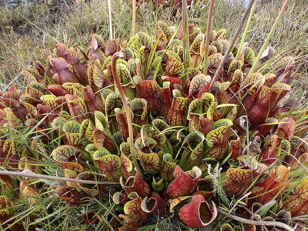 Kantong semar Amerika (Sarracenia purpurea). plants.ces.ncsu.edu