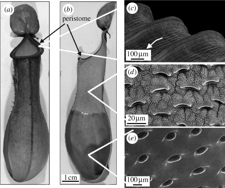 Kemampuan membunuh serangga tanaman kantong semar ini diperolehnya setelah mengalami evolusi selama 60-125 juta tahun. Photo:Philosophical Transactions of the Royal Society A