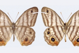 Euptychia attenboroughi kupu kupu langka. Sumber: Andrew Neild/Natural History Museum