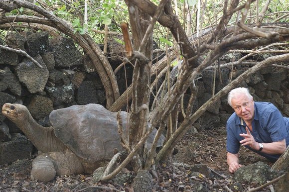 Ketika melakukan reuni dengan kura kura purba di kepulauan Galapagos yang pernah liputnya puluhan tahun yang lalu. Photo: www.ironammonite.com