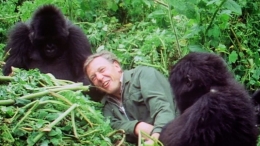 Ketika meliput gorila di tahun 1990 an. Photo: week.watch