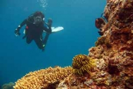 Ket foto : (koleksi pribadi), salah satu spot selam yang cantik dan terumbu karang masih sehat di Karanglebar, Kep Seribu