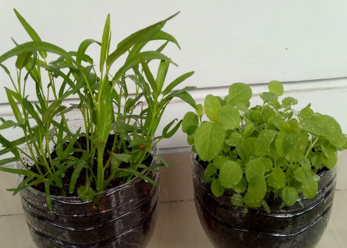 Air Sampah Jadi Pupuk Tanaman Bisa Kok oleh Trisno  Air Sampah Jadi Pupuk Tanaman Bisa Kok oleh Trisno