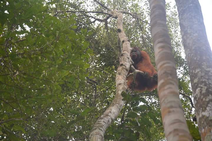 Orangutan liar siap bercinta