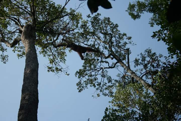 Orangutan Sang Raja Tajuk | Foto Khulfi M Khalwan