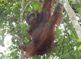 Orangutan liar di Taman Nasional Sebangau | [Foto: Khulfi M Khalwani]