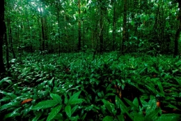 Tipe habitat hutan dataran rendah Aluvial, dimana terdapat banyak ditumbuhi tumbuhan Dipterocarpaceae di Gunung Palung. Foto dok. Wahyu Susanto, Yayasan Palung (GPOCP)