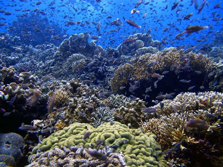Ket foto: jika setuju mengatakan alam bawah laut indah, bersyukurlah negeri ini banyak kekayaan keindahan bawah laut seperti ini bahkan lebih indah. Koleksi pribadi, bawah laut Togean