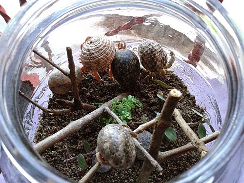 Umang umang Si Pengembara yang Diburu Anak anak oleh Umang umang Si Pengembara yang Diburu Anak anak oleh