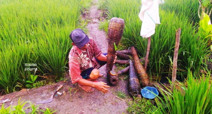 Pak Bandi mengeluarkan belut dari dalam bubu (dok.pri)